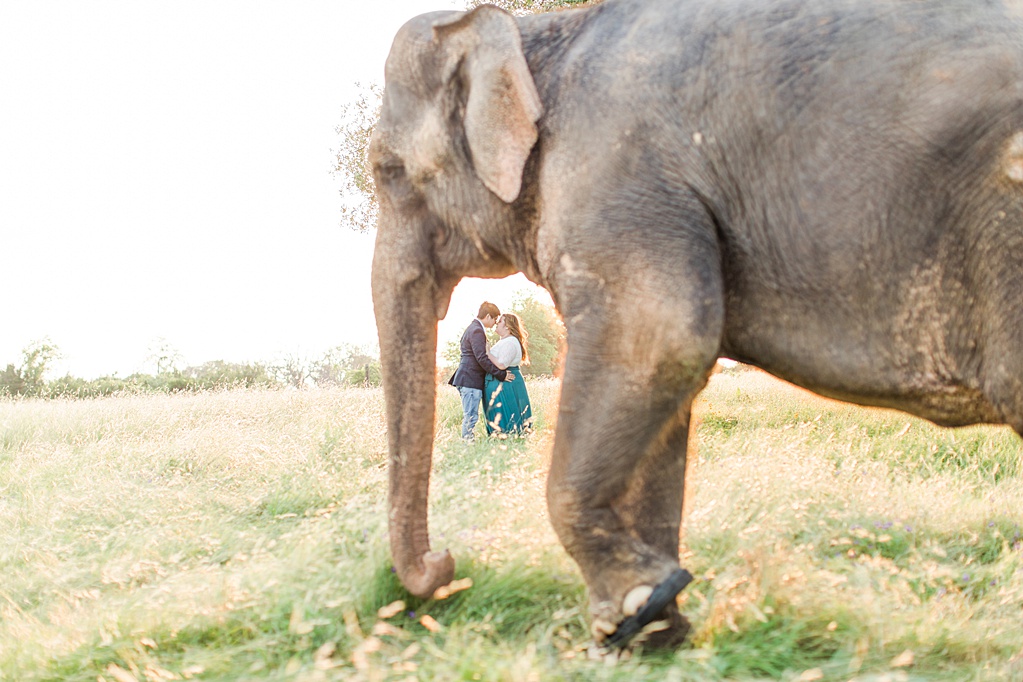A Texas Engagement Session with Elephants in Fredericksburg 0039
