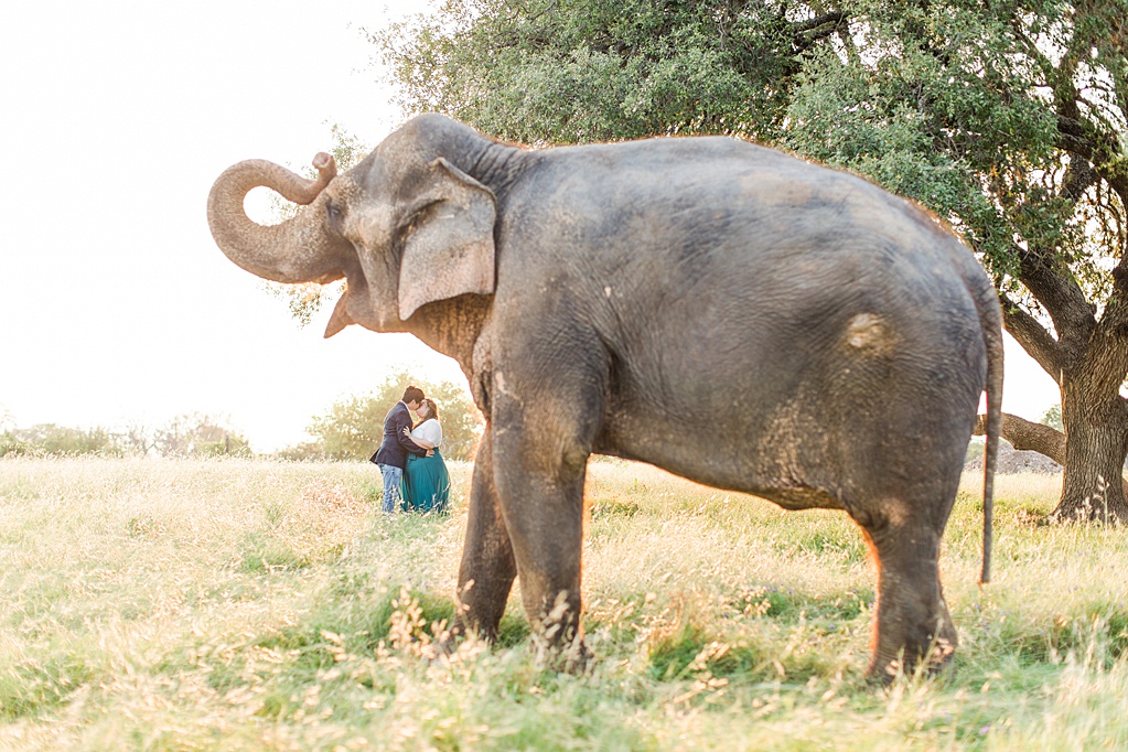 A Texas Engagement Session with Elephants in Fredericksburg 0041
