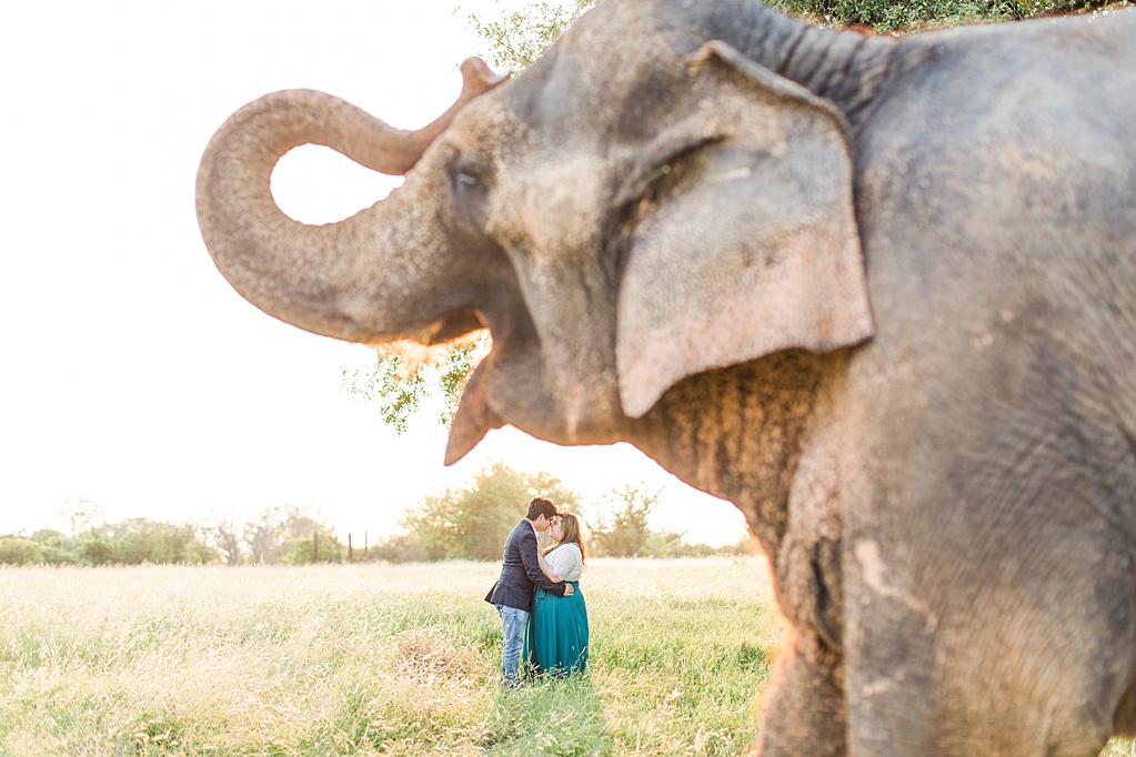 A Texas Engagement Session with Elephants in Fredericksburg 0043