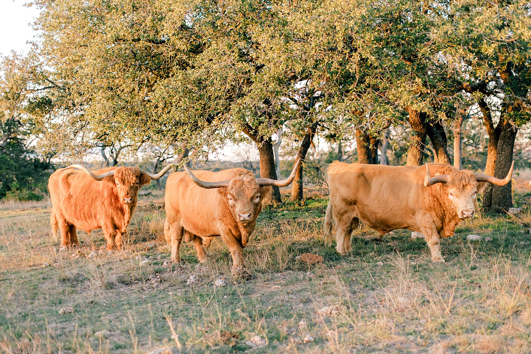 A surprise proposal in Medina TX by Texas Hill Country Photographer 0034